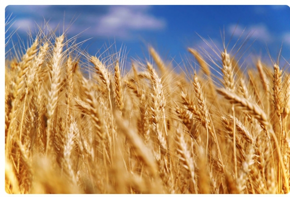 поле с пшеницей