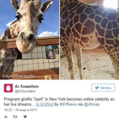 Жирафиха в зоопарке