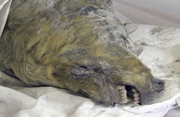 Голова волка, жившего 40 000 лет назад/Twitter