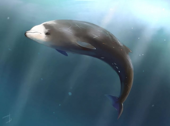  У побережья Мексики обнаружили редких китообразных