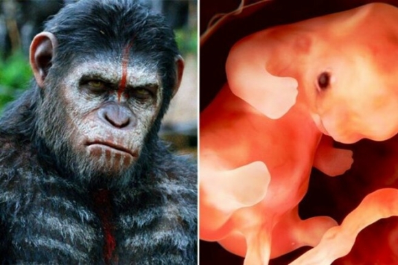 Новая раса. Учёные в КНР создают гибрид человека и обезьяны 