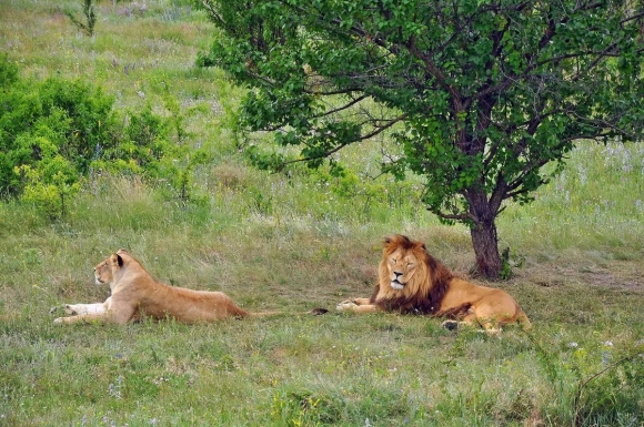 Едем в Крым: «Тайган»: Зоопарк или..? Парк львов