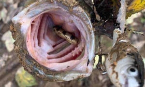 Пугающее зрелище. Но настоящий рыбак не боится ничего! Фото: Tennessee Wildlife Resources Agency