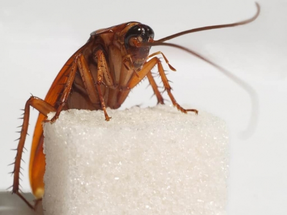 Готовимся к февральскому набегу: как защититься от атаки тараканов​