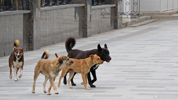 Осенний отпуск в Крыму под охраной бездомных собак
