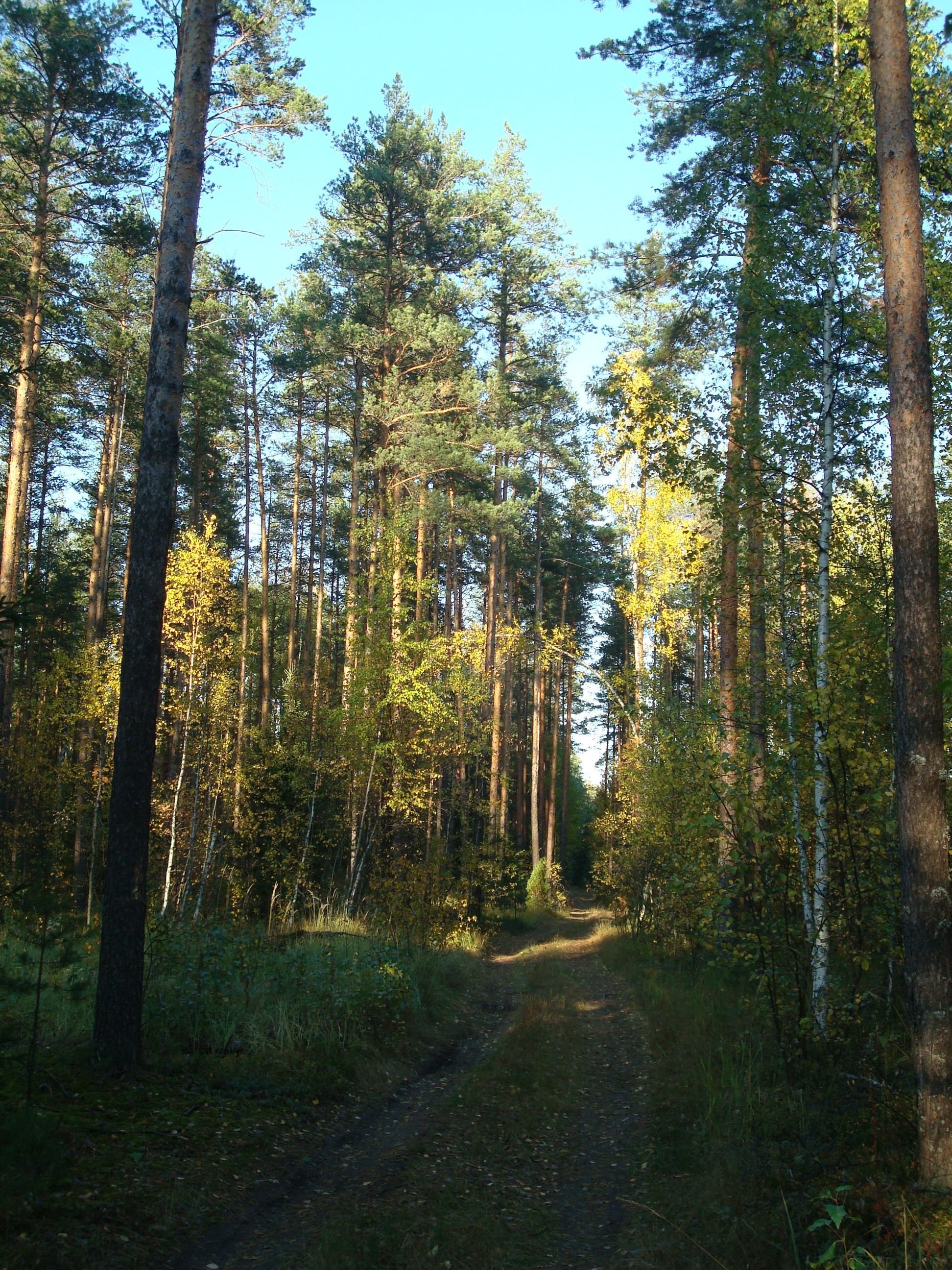 Лес Иркутской области
