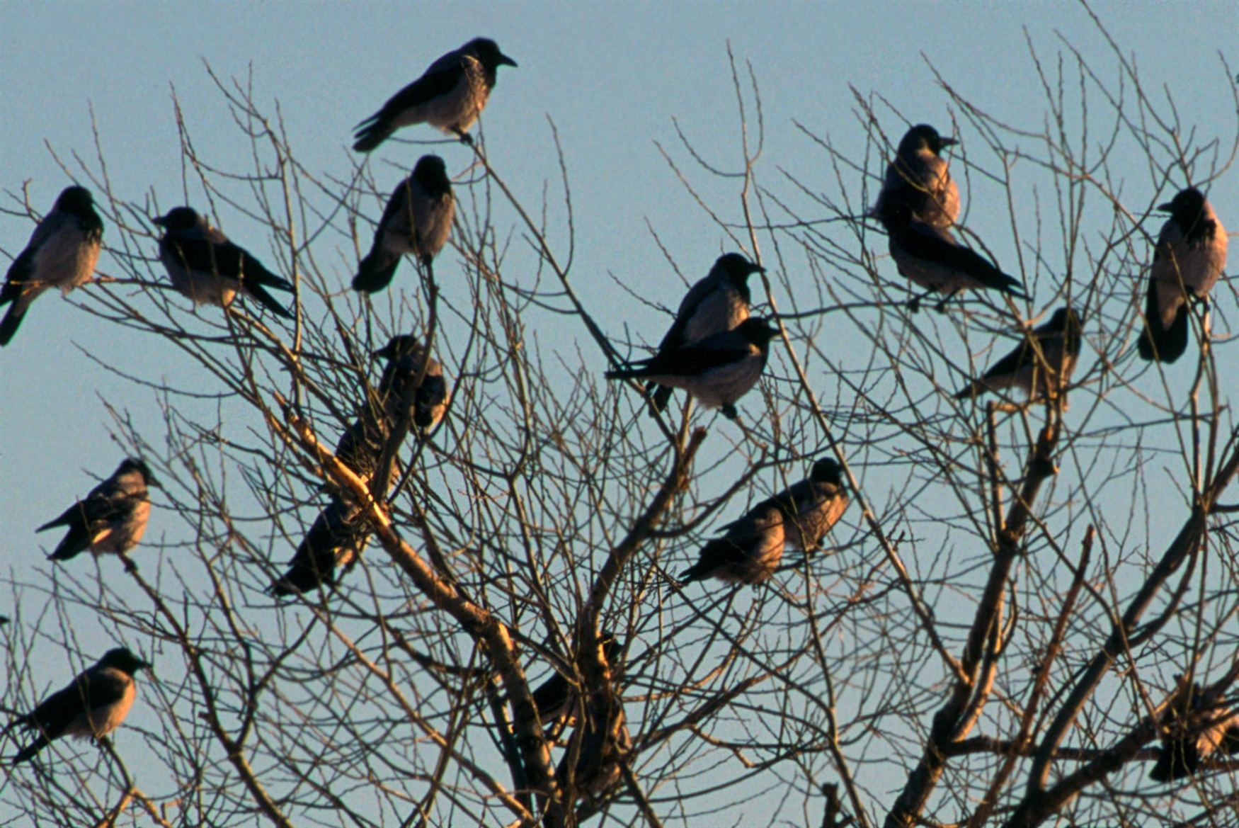Много птиц на дереве