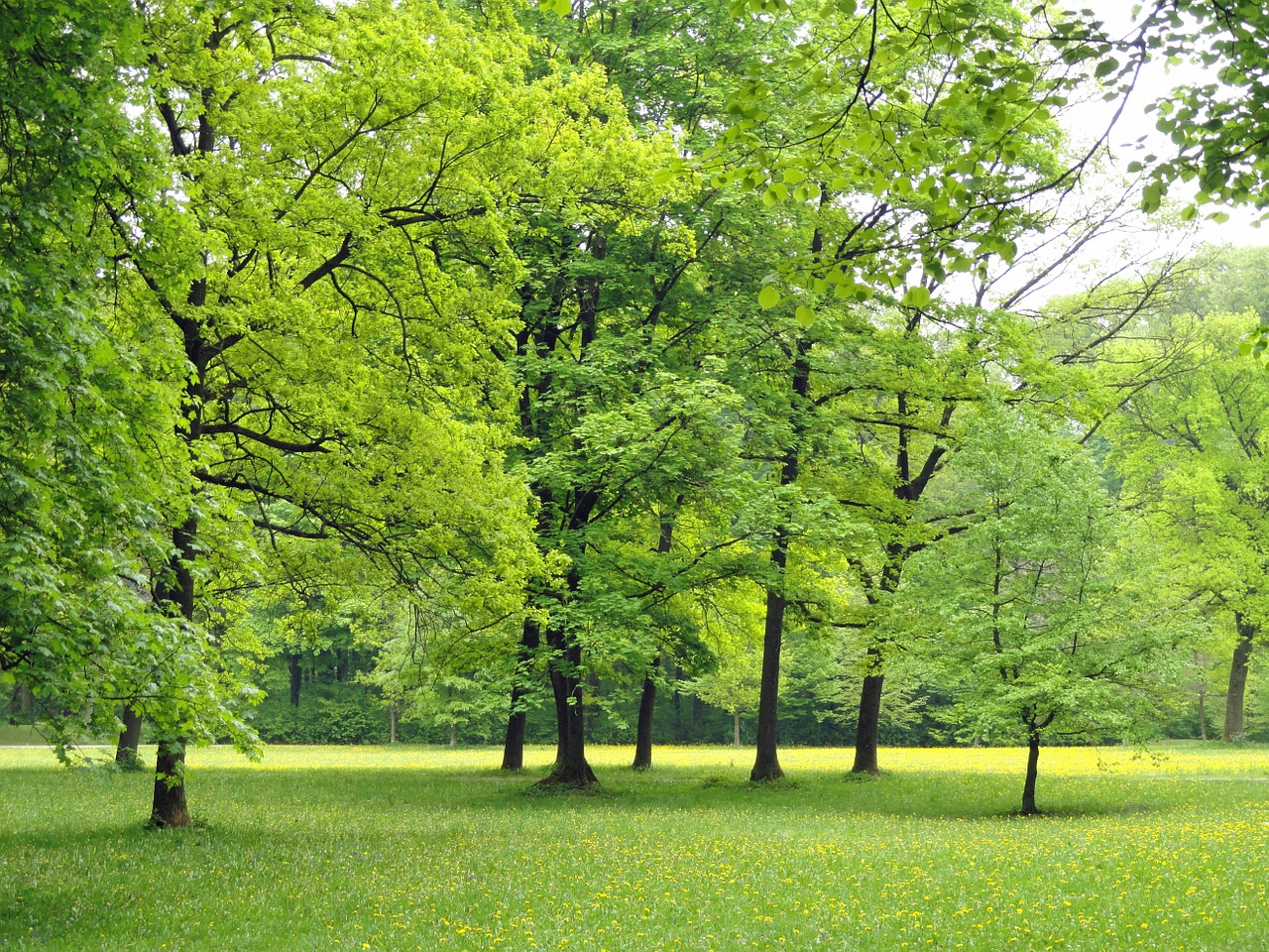 Зеленые деревья в парке