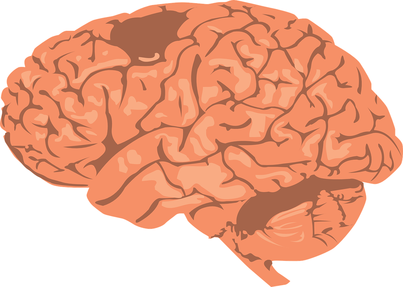 Картинки головного. Человеческий мозг рисунок. Мозг без фона.