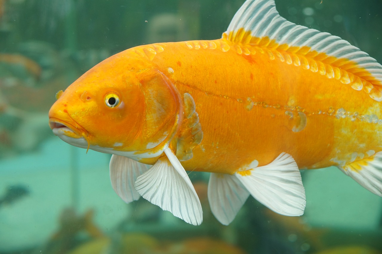 фото желтых рыбок