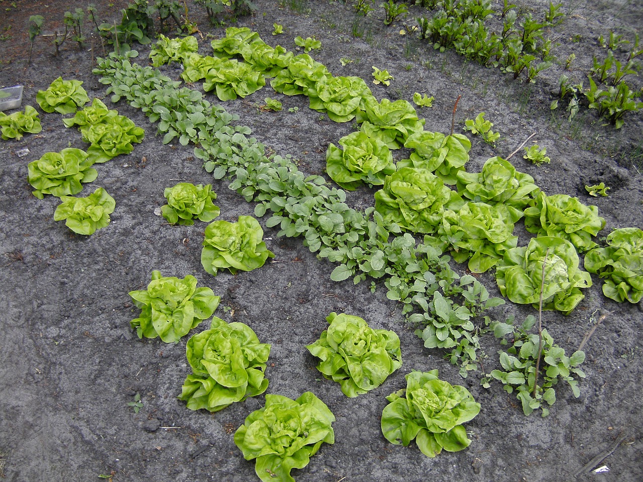 Салат для посадки в огороде лучшие сорта фото