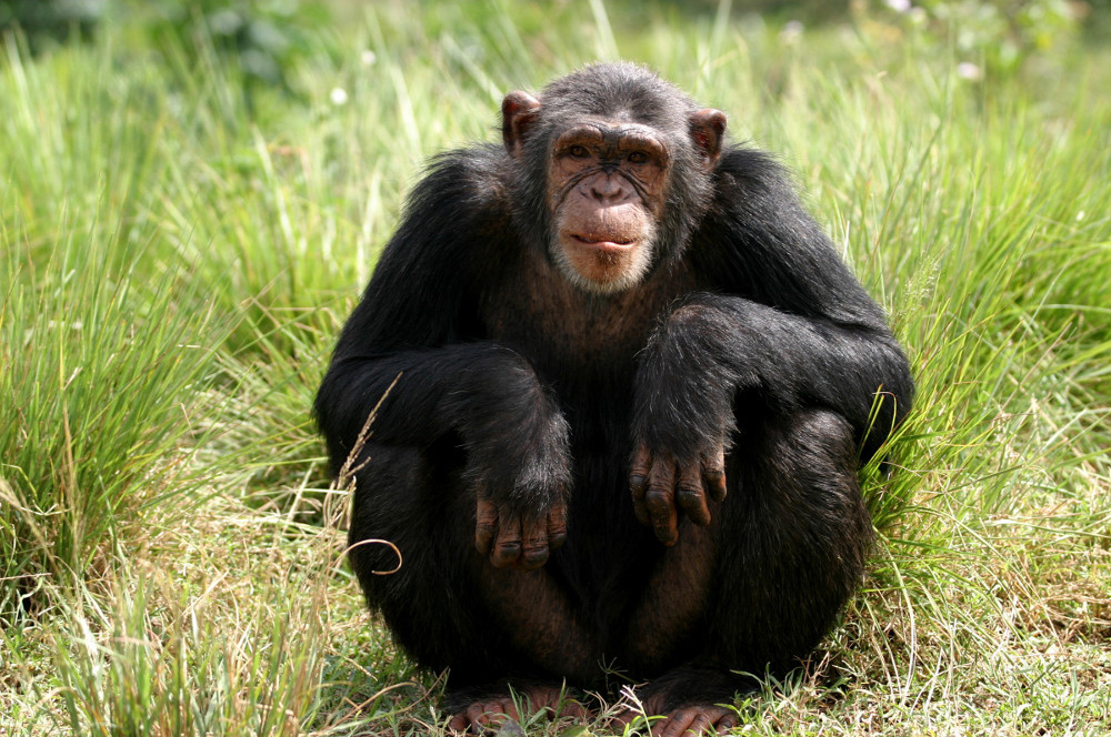 Сколько волос на теле шимпанзе