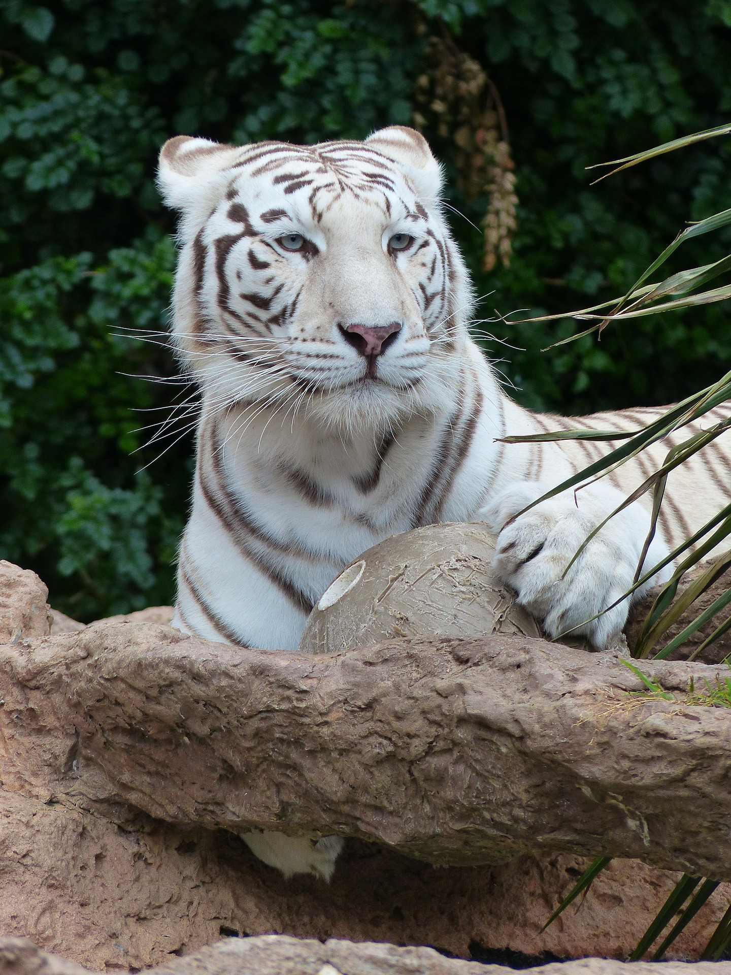 Бенгальский тигр / Bengal Tiger