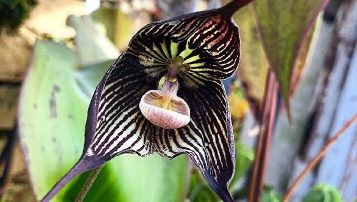 Орхидея вампир