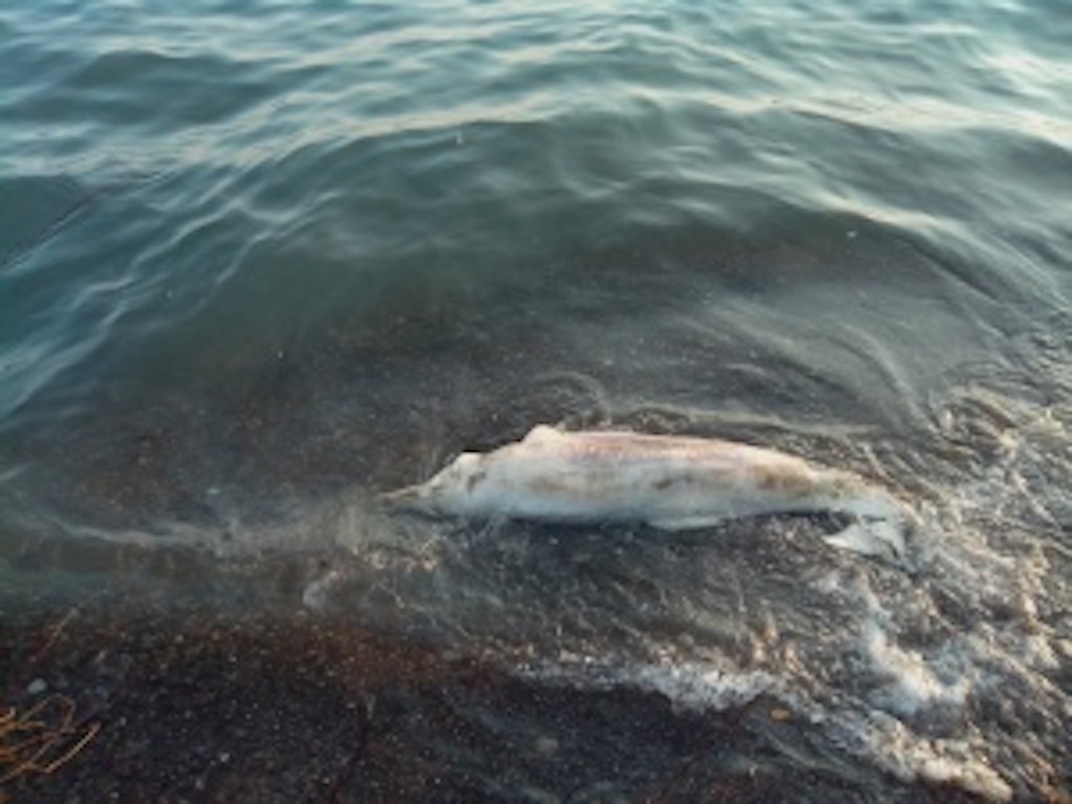 Крымский Дельфин Азовка