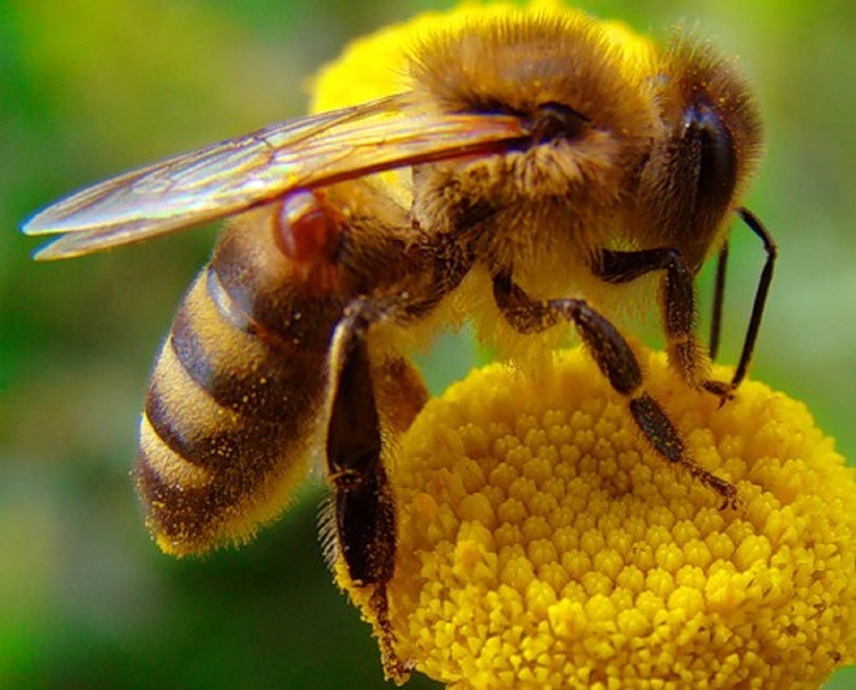 Желтая Кавказская пчела