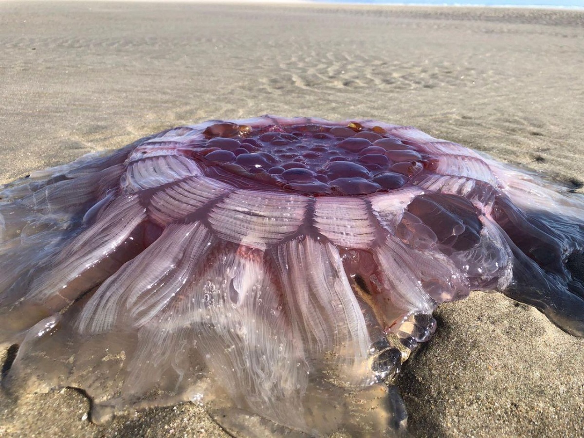 Корнерот медуза опасна