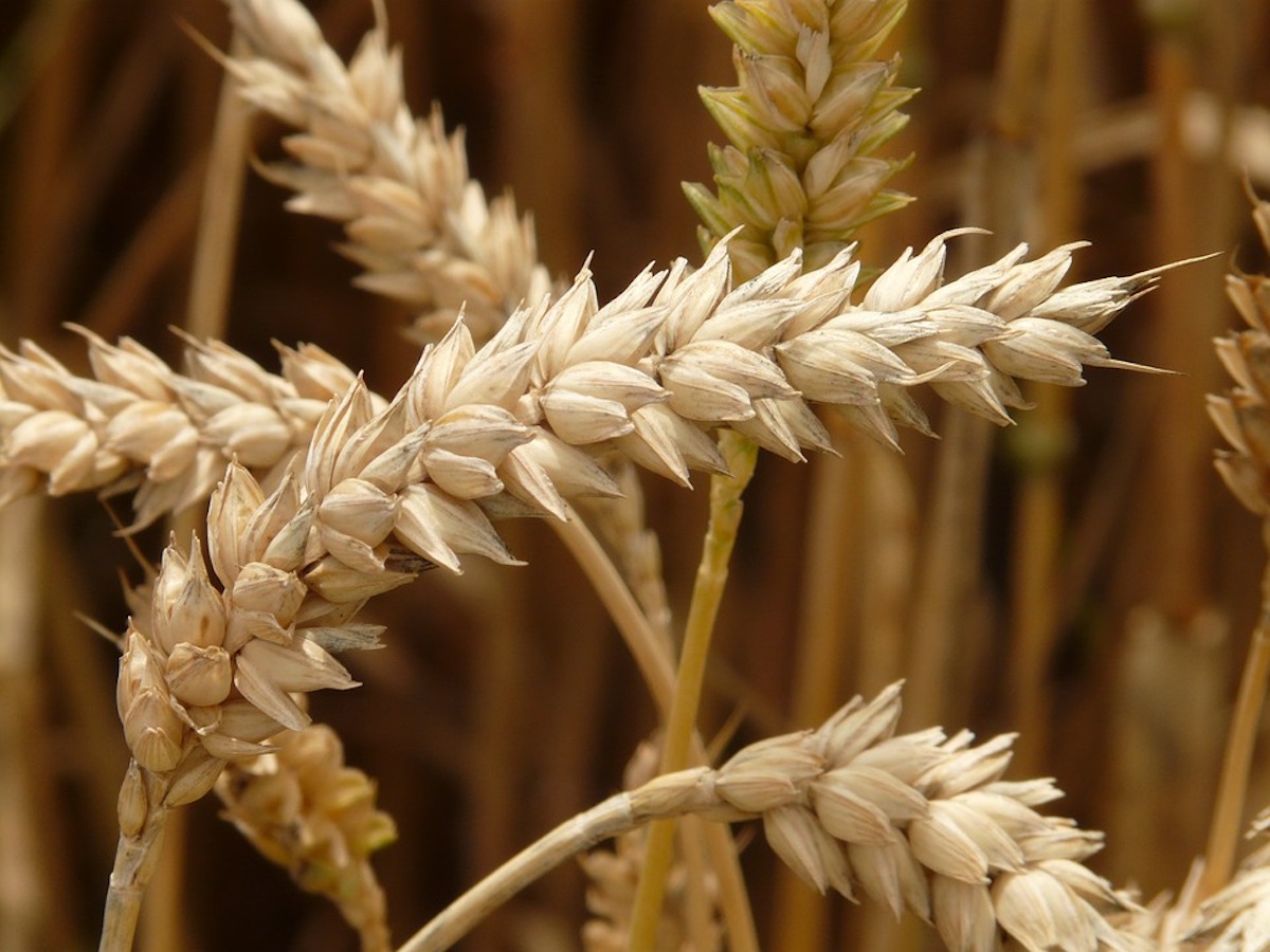 Сорт Яровой пшеницы мунг