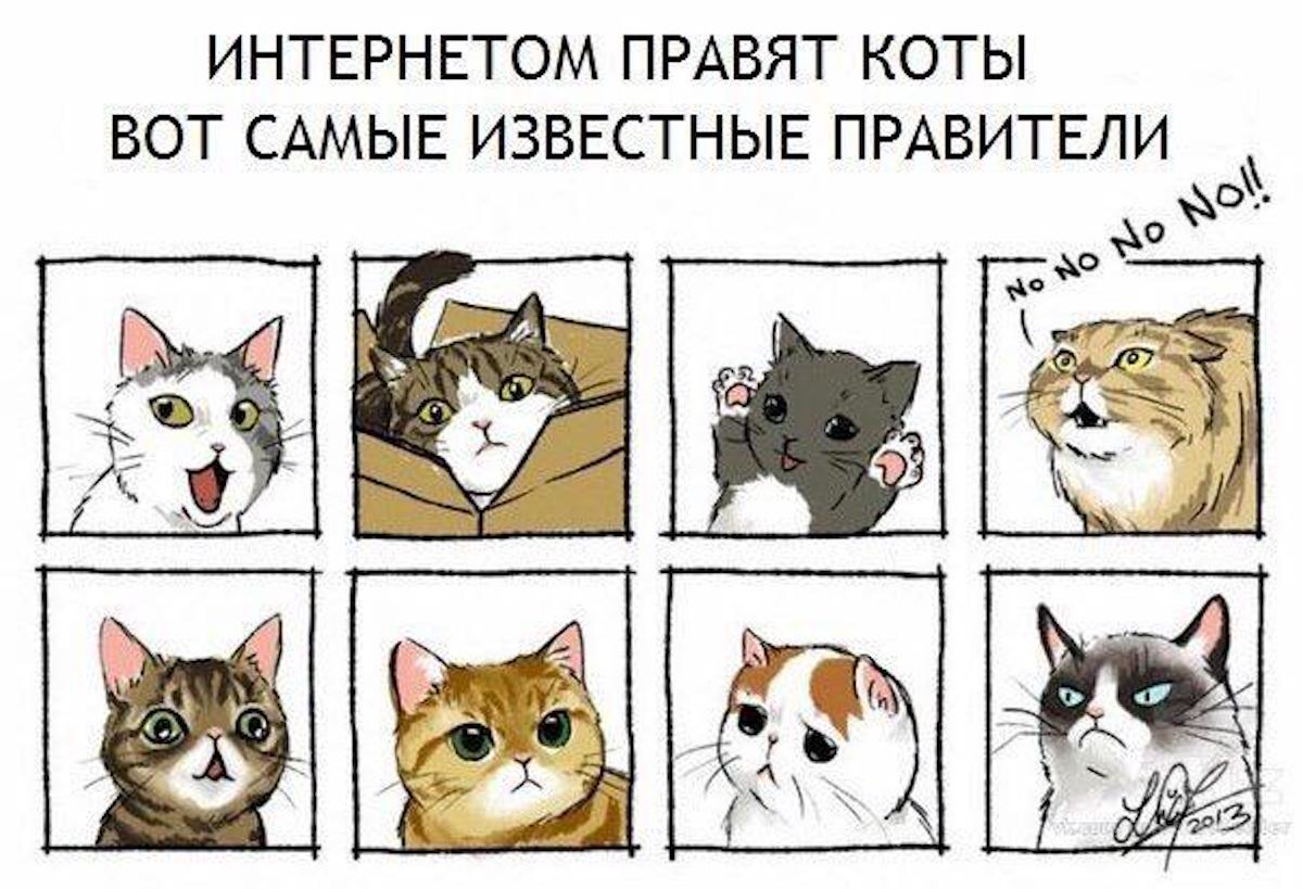 Мемы с котиками