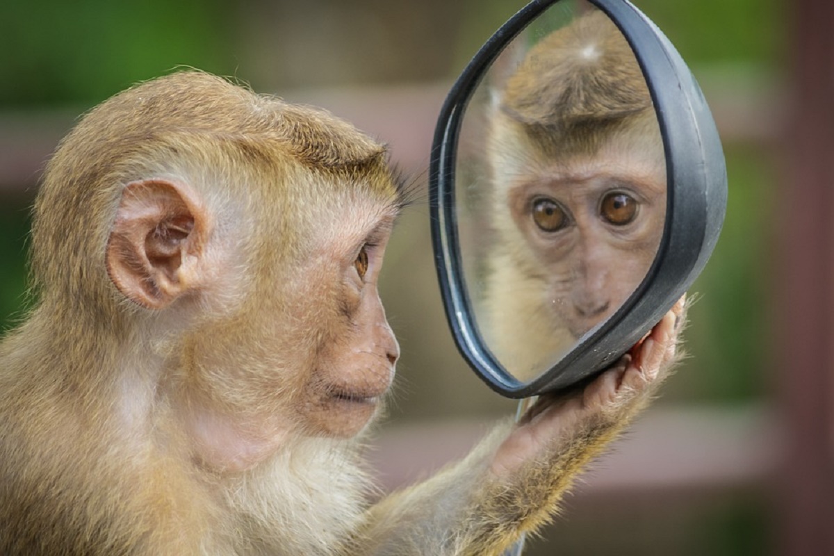 Зеркало и обезьяна