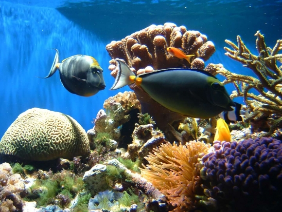 Ученые установили причины и последствия глобального изменения морского биоразнообразия