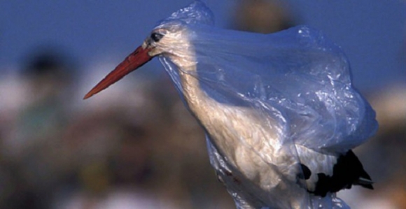 Пластик везде: от кровотока человека до атмосферы