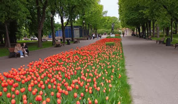 Москвичи и гости столицы наблюдают за цветением тюльпанов самых разных оттенков в Парке Горького
