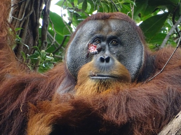 Орангутаны занимаются врачеванием собственных ран