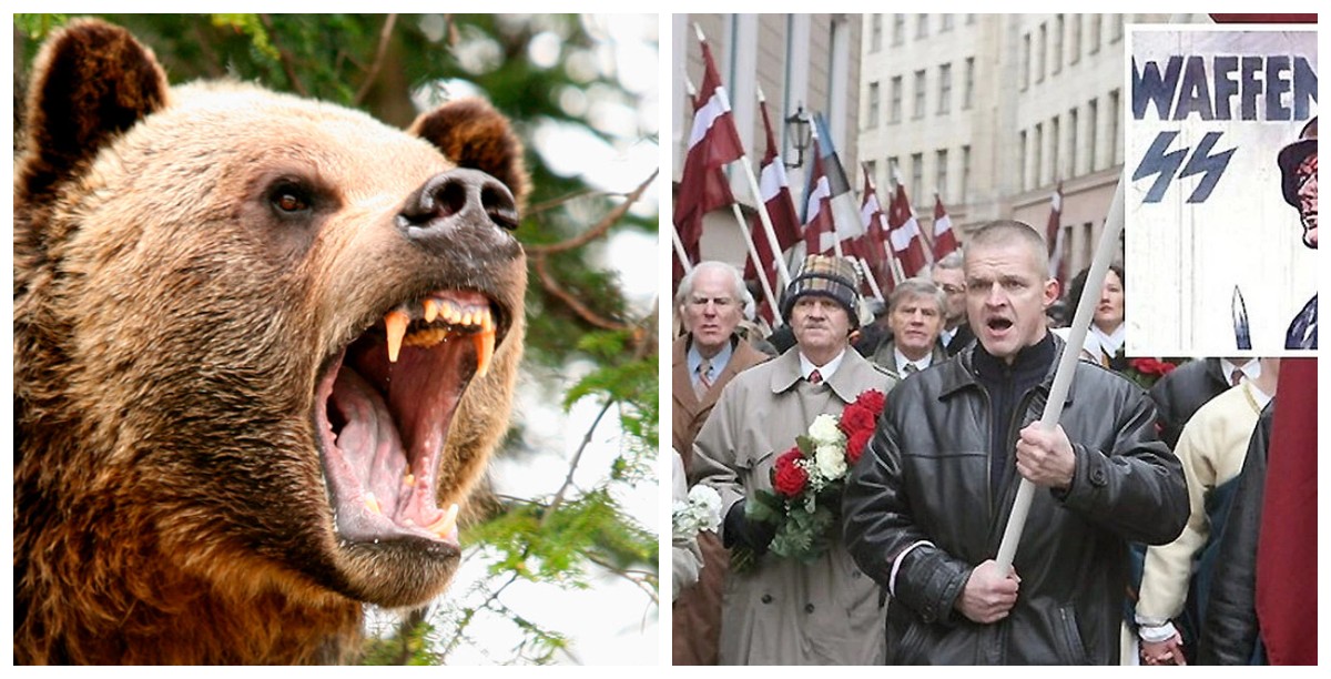 В Латвии и Эстонии объявлен совместный фотоконкурс – «Медведь – наш сосед»