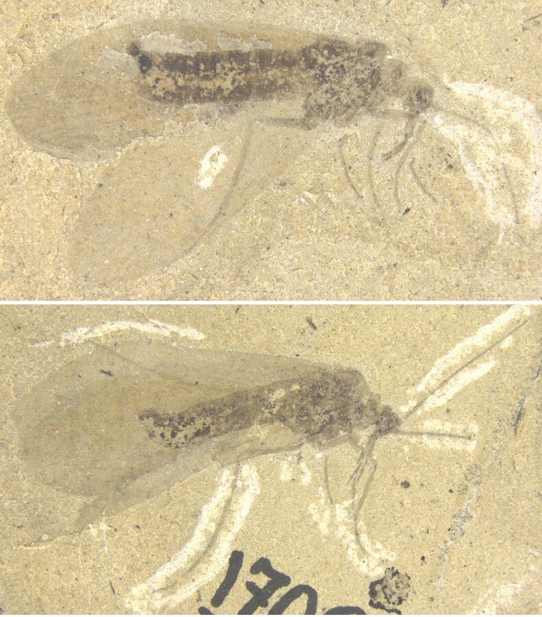 В Пермском крае палеонтологи обнаружили уникальную находку - останки первых на Земле насекомых-опылителей